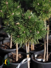 Pinus mugo 'Benjamin' Pa